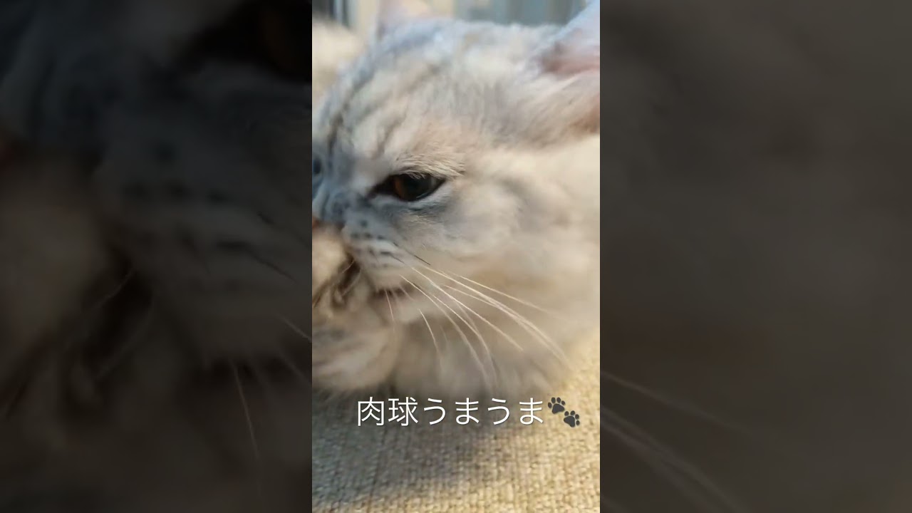 肉球 #猫 #サイベリアン #肉球