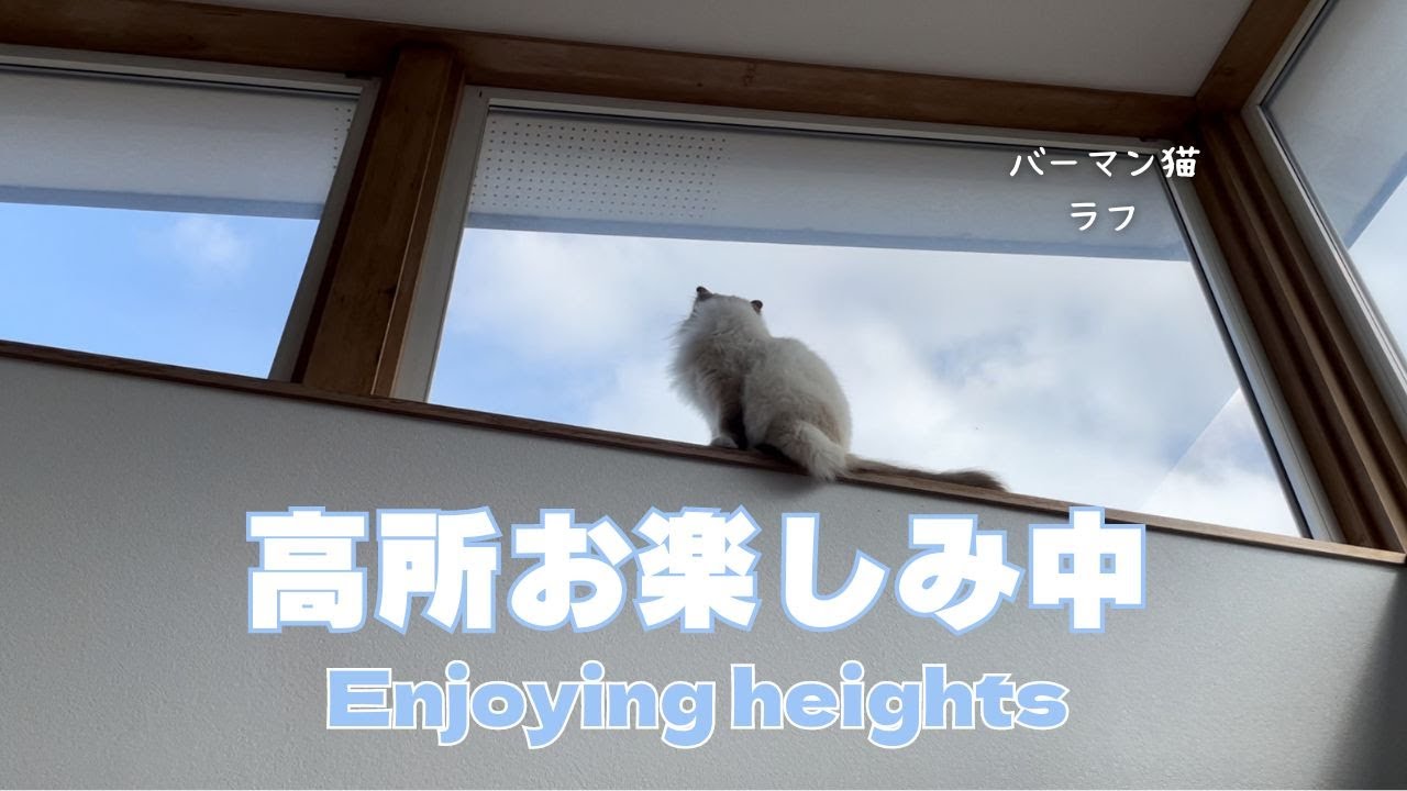 バーマン猫ラフ【高所お楽しみ中】Enjoying heights（バーマン猫）Birman/Cat
