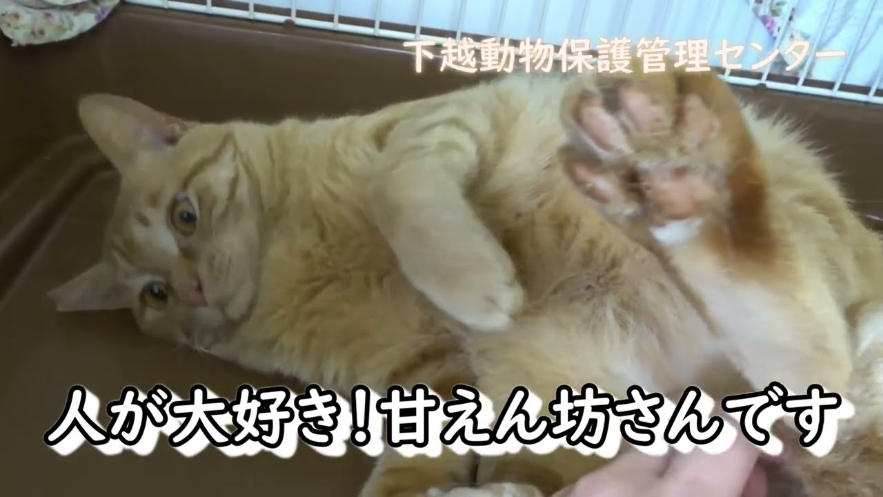 新潟県下越動物保護管理センターで譲渡対象の猫です！新しい飼い主募集中！！ニックネーム：エル　オス　2歳