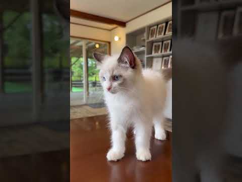 ラグドール イケメン王子さま🤴💕　シールポイントバイカラー