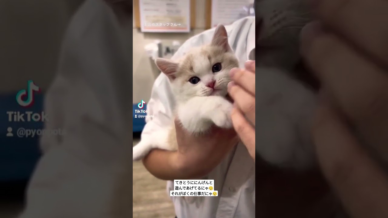 子猫のおててちょいちょい #cat #マンチカン #子猫 #munchkin #बिल्ली #ぴょんぽた #ぽた