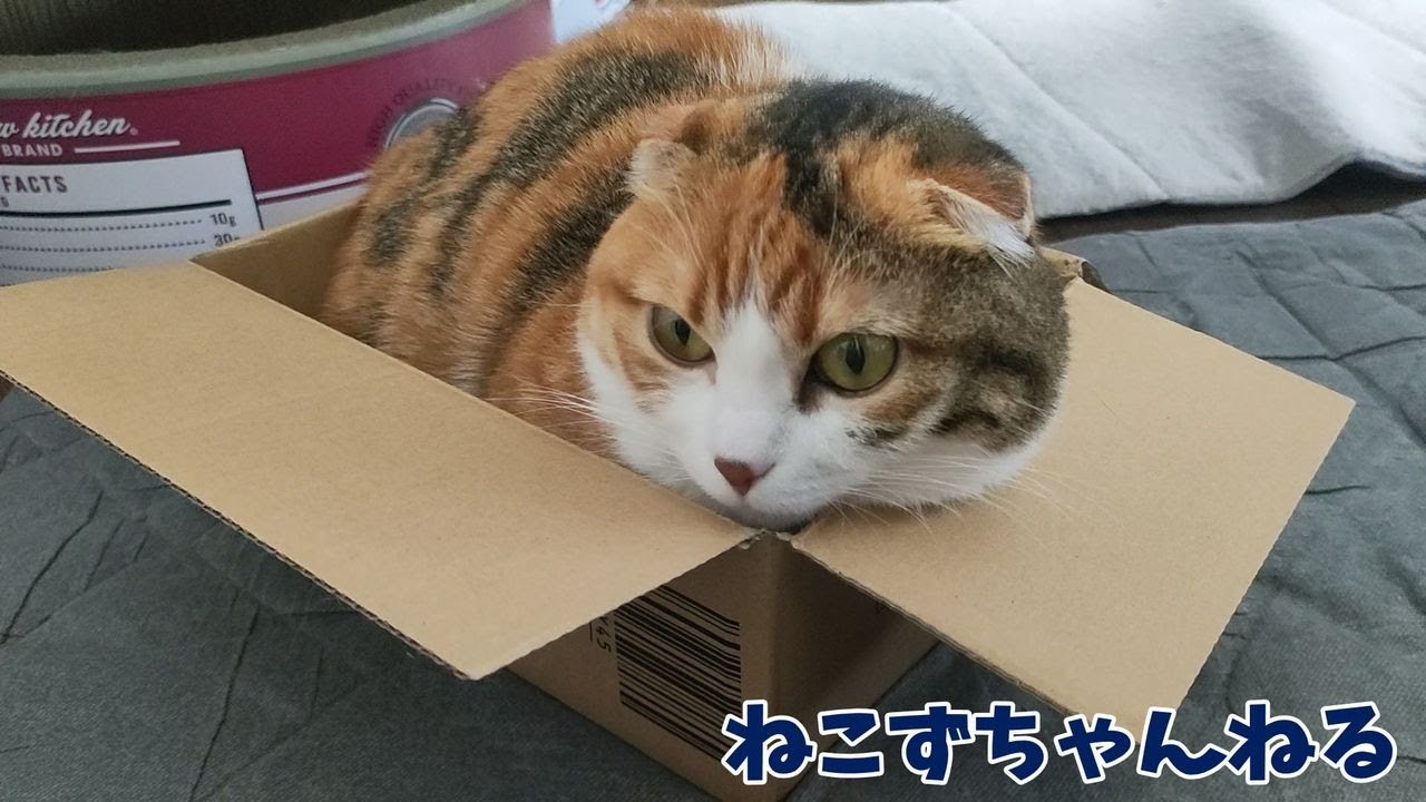 箱入り娘、ちょっぴりツンツン　マンチカン「むぎ」　ねこずちゃんねる798 #猫 #ねこ #cat #短足 #マンチカン