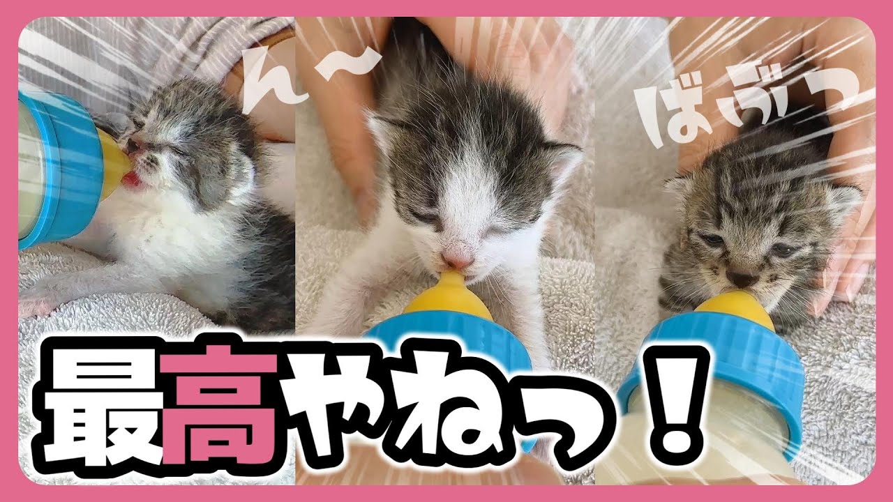 子猫「もっと寝たいのに～」ミルクを飲みたい子猫ともっと寝ていたい子猫【保護猫生活3日目】