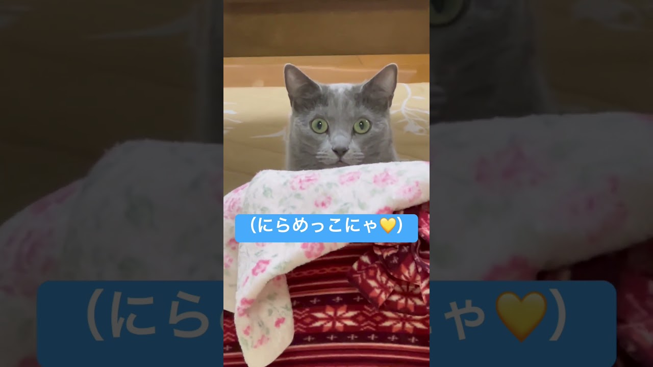 【猫ロシアンブルー】そらちゃんの顔に耐えられる⁉️にらめっこ しよう❤️#shorts