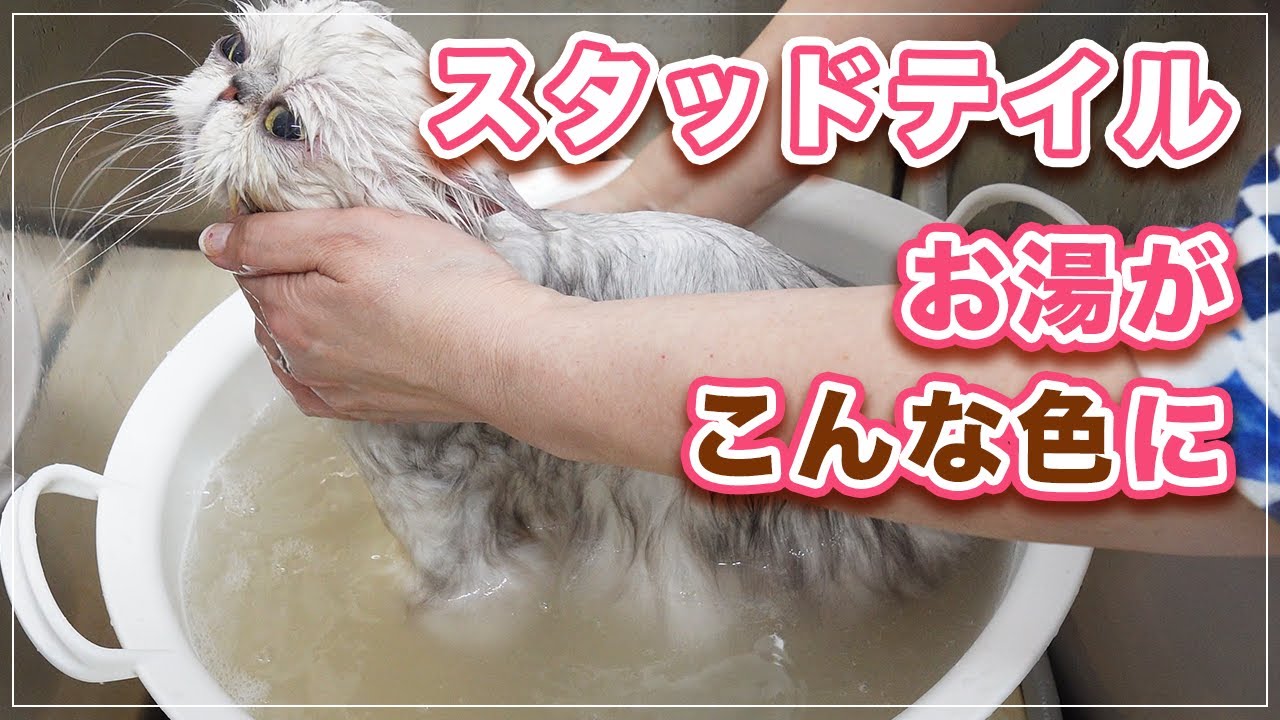 【しんちゃん】スタッドテイルが凄いのでお風呂に入れたらお湯がこんな色になった【ペルシャ】