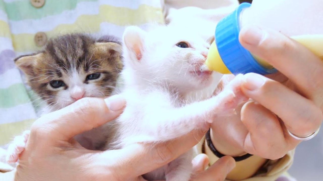 食欲旺盛な子猫達がこっこっこっと勢いよくミルクを飲む姿がかわいくてもう‥・【赤ちゃん猫　保護猫】