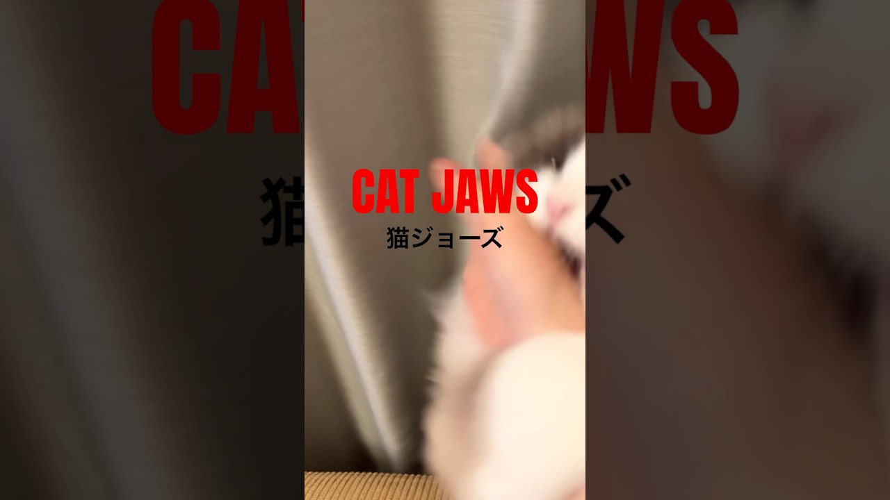 【恐怖映像】猫ジョーズ#ネコ #ラグドール #猫のいる暮らし #cat #ragdoll #shorts