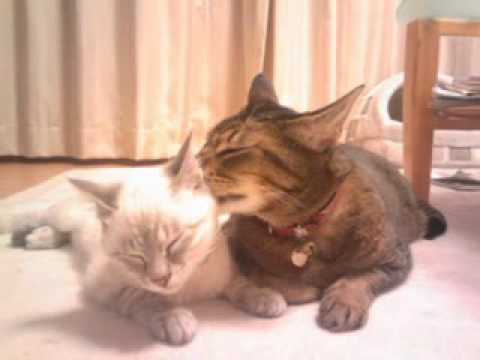 ハーフ猫の北斗とシャムミックスの昴