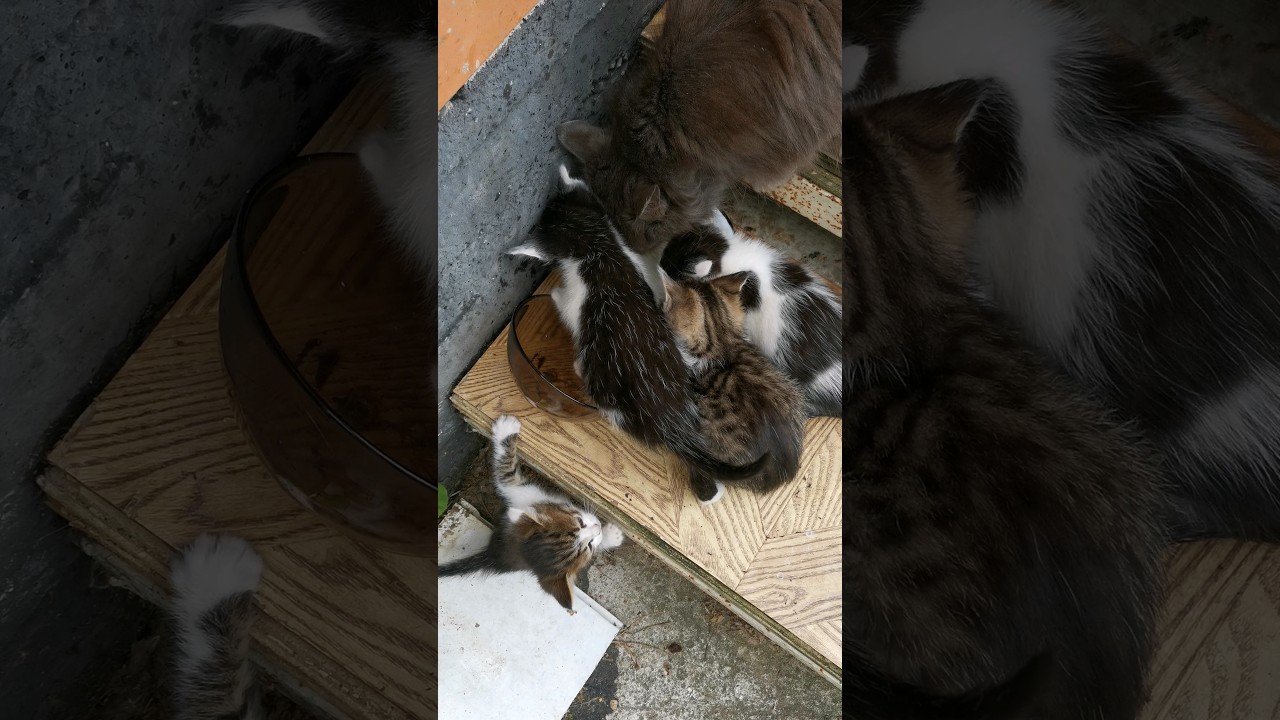 КОТЯТА С МАМОЙ ПЬЮТ!!! ❤️🐈❤️🐈❤️🐈