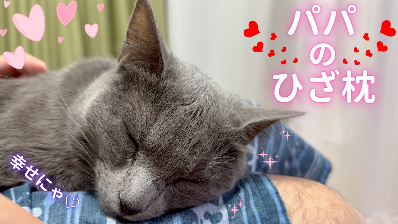 【猫ロシアンブルー】パパの腰痛は そらちゃんの愛を受け止め切れるのか⁉️〜後編〜