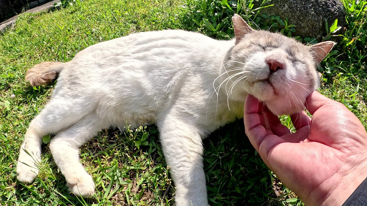 一度は逃げようとしたシャム猫が思いとどまってモフらせてくれた