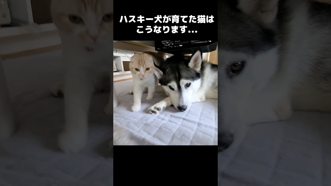 ハスキー犬が育てた猫はこうなります...笑#shorts