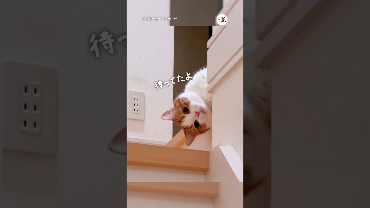 2階で待つ猫さんが可愛すぎた😍｜PECO #スコティッシュフォールド #猫 #愛猫家 #猫のいる暮らし  #scottishfold #cat #catlover #catlife