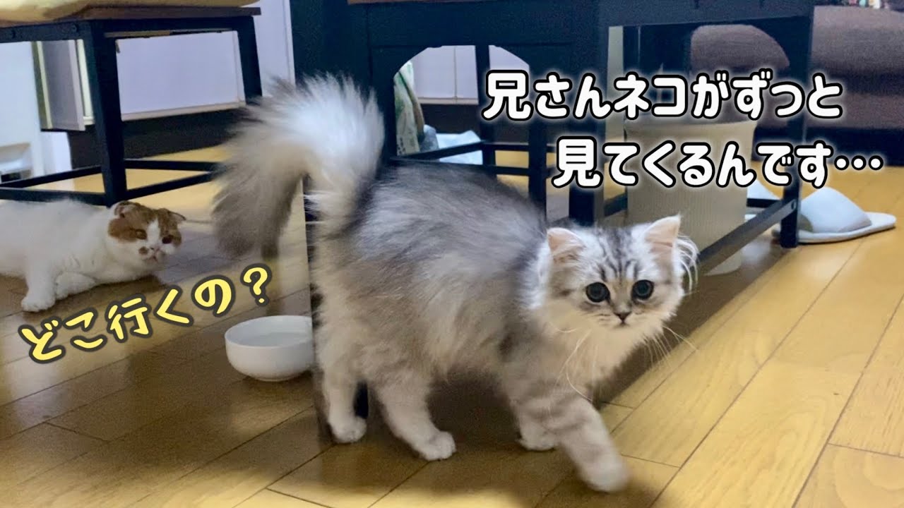 子猫が心配でずっとそばで見守る兄さんネコの姿に心が癒されました♪【出会って３日目】