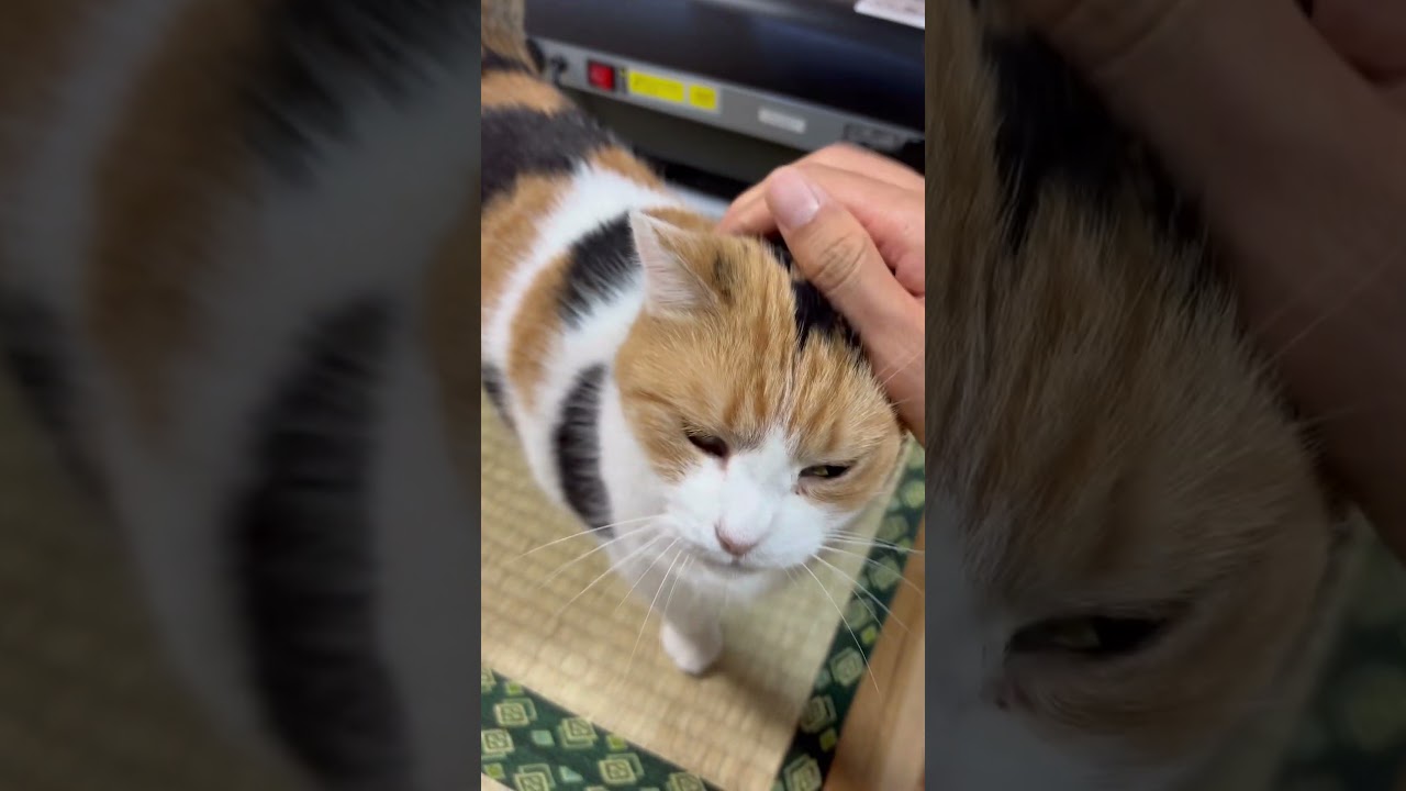 【三毛猫】私の先を歩くミケ