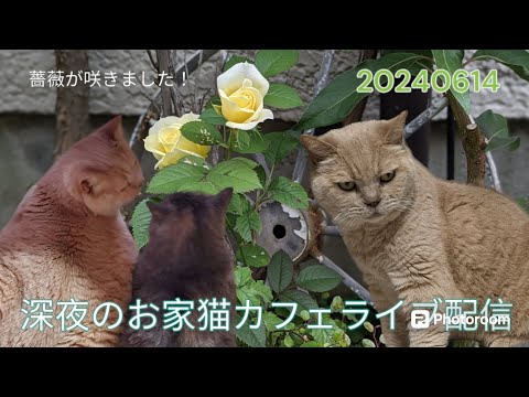 深夜のお家猫カフェライブ配信　８４