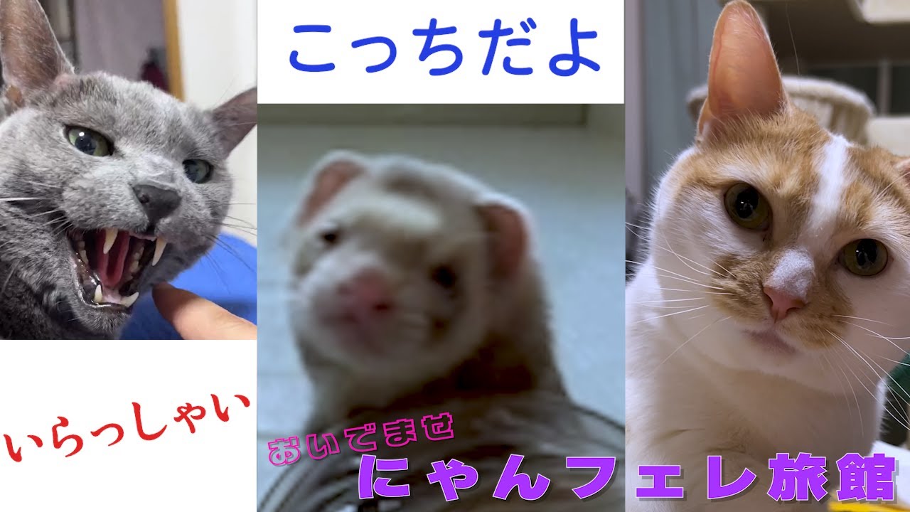 【ごっこ遊び】おいでませ！にゃんフェレ旅館　３匹のドタバタ接客