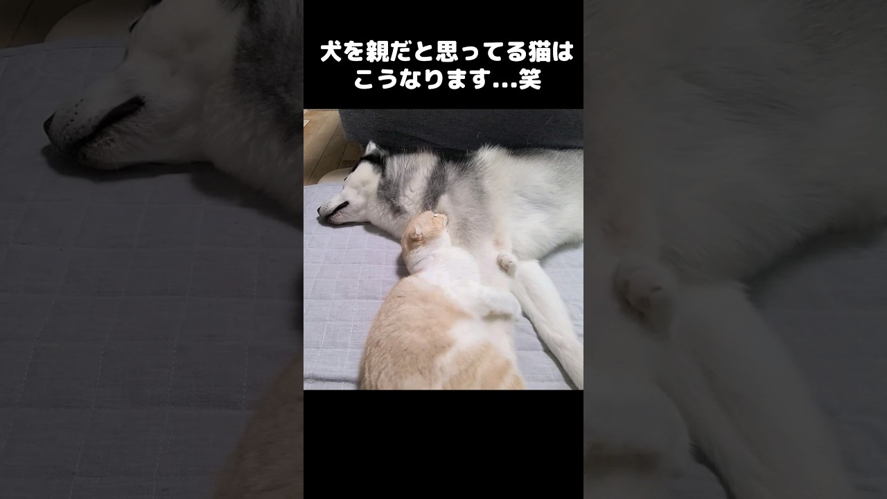 犬を自分の親だと思ってる猫はこうなります...笑#shorts