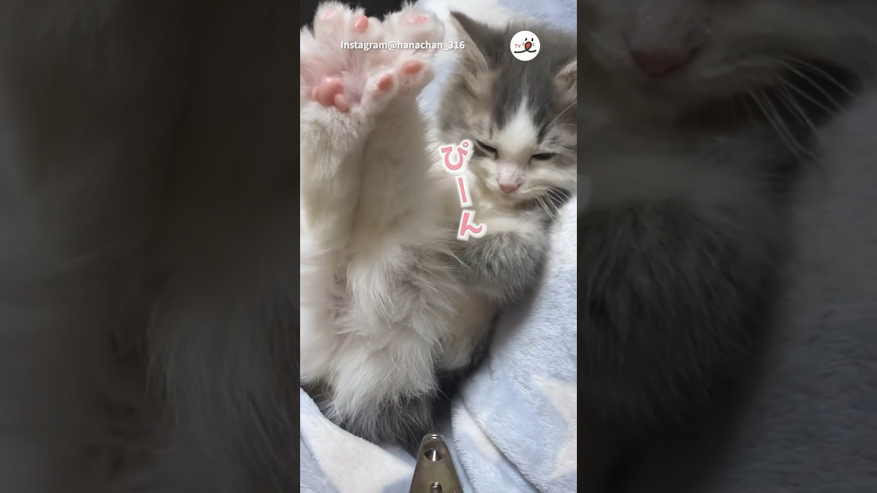 足を伸ばす子猫さん😸💤｜PECO #子猫 #マンチカン #愛猫家 #子猫のいる生活 #kitten #munchkin #kittenlife #catlover