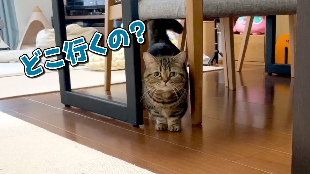 4年ぶりの旅行にこっそり行こうとしたら寂しがりやの猫に見つかりました…