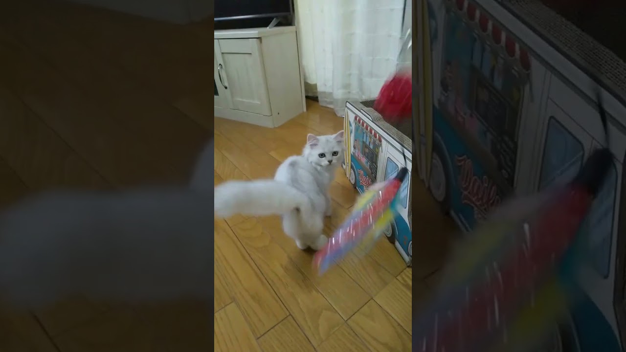 ペルシャ 6/11〜14までの特別価格‼️ショップに行ってしまうのでその前に是非✨✨