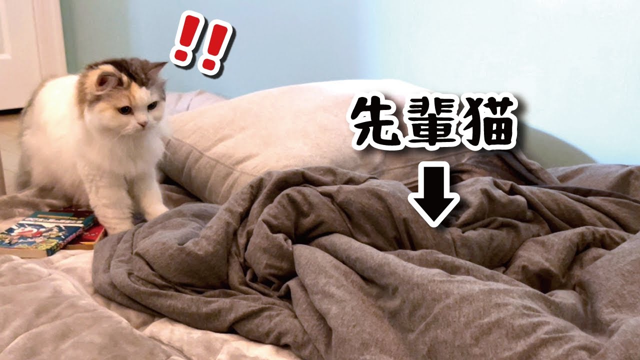 布団に入ってる先住猫を敵と勘違いして襲いかかる後輩猫【関西弁でしゃべる猫】【猫アテレコ】
