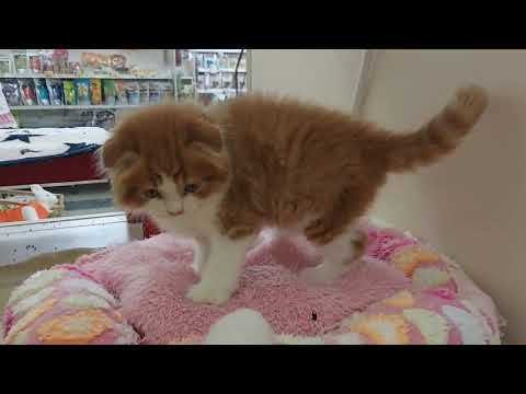 スコティッシュフォールド