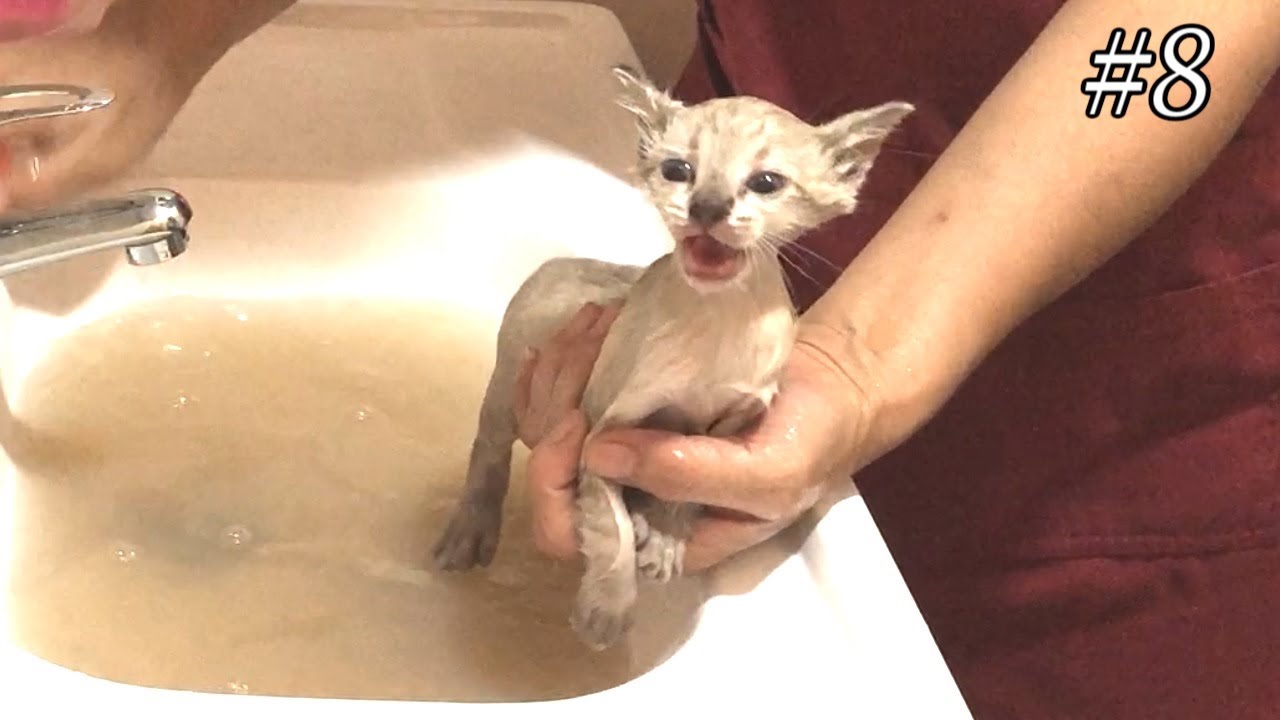 保護した子猫をお風呂に入れた。汚れたお湯の中で過酷な野良猫生活と別れを告げる。First bath for dirty kitten.Yamato the cat.-#8