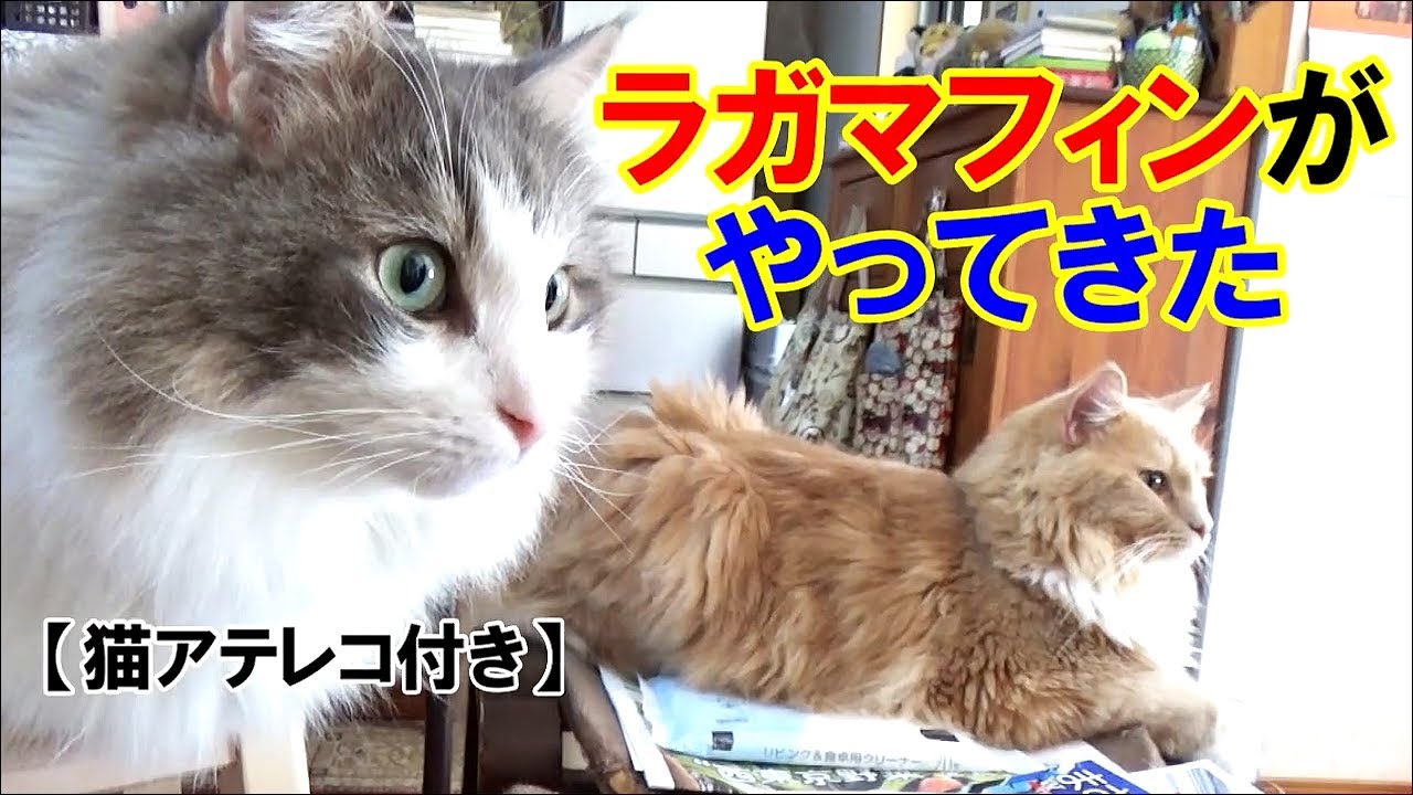 ラガマフィンがやってきた【猫アテレコ】