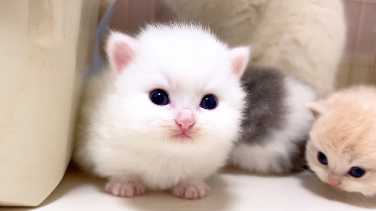 【マンチカンの子猫】白猫の子猫が目を離すと脱走を企てる件 ～猫のいる生活Vol.971～出産動画 マンチカン短足・ミヌエット・ペルシャ猫専門ブリーダー『ペット蔵人』【子猫の成長記録】