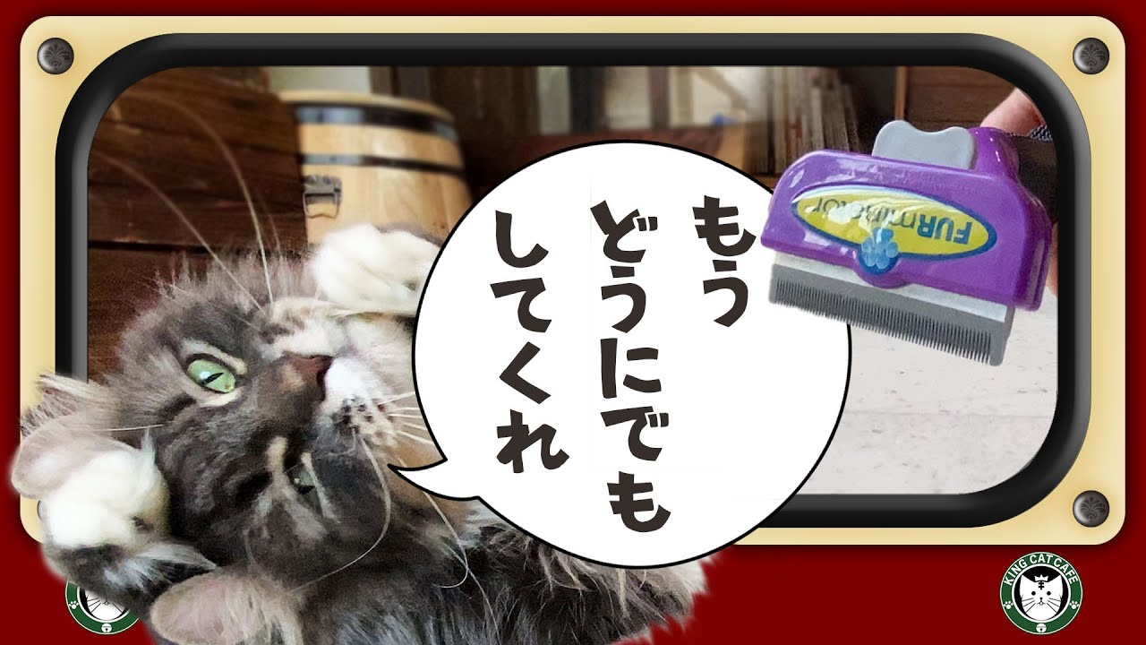 「猫×ファーミネーター」ノルウェージャンフォレストキャットの毛の量はやっぱりすごい…