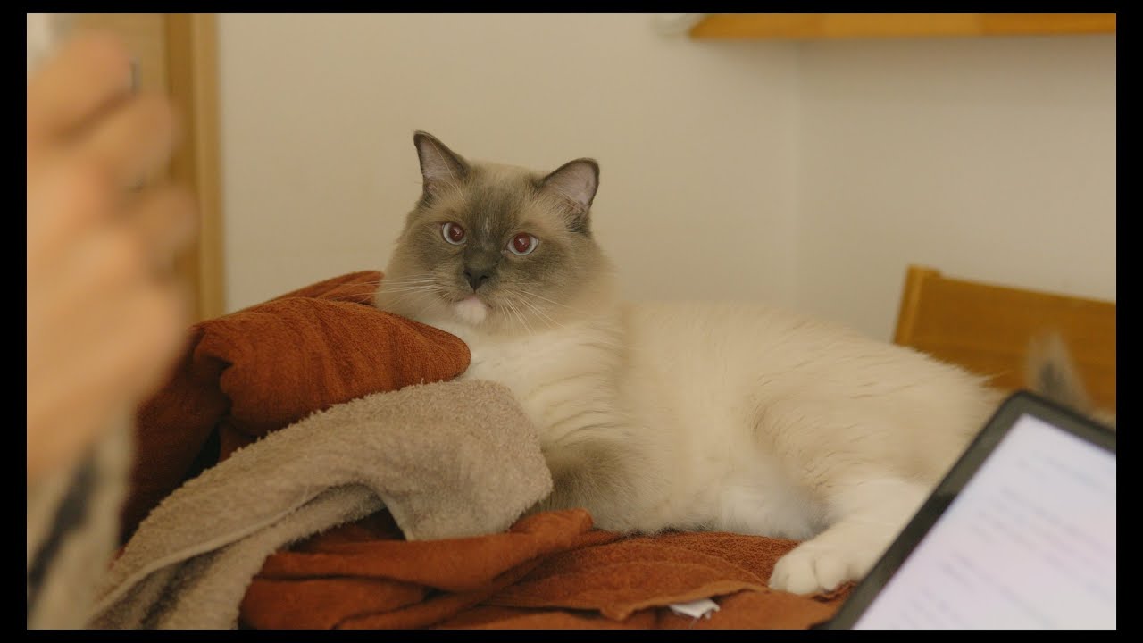 お手伝い猫
