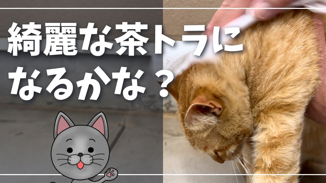 汚れた野良猫拭いてみた【ロシアンブルー】猫