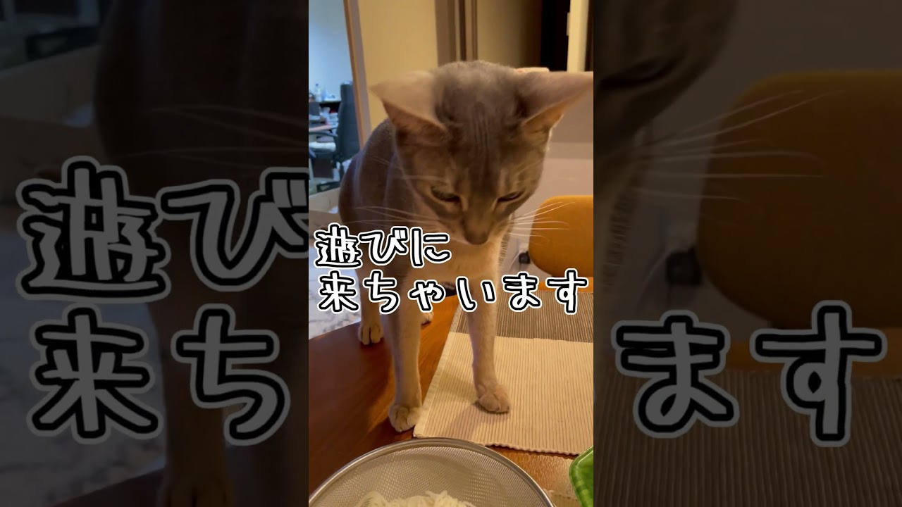 アビシニアンとは その2 #shorts #猫 #アビシニアン
