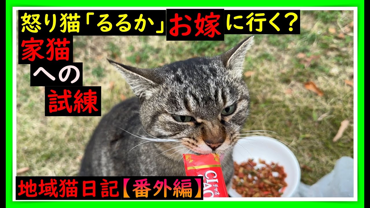 幸せへの道。試練を乗り越えろ【怒り】その猫は、いつも何かに怒っていた。捨て猫だった「るるか」ちゃんが見染められてお嫁に？もう一度人間を信じてほしい🙏　#猫　#cat　＃地域猫　＃捨猫