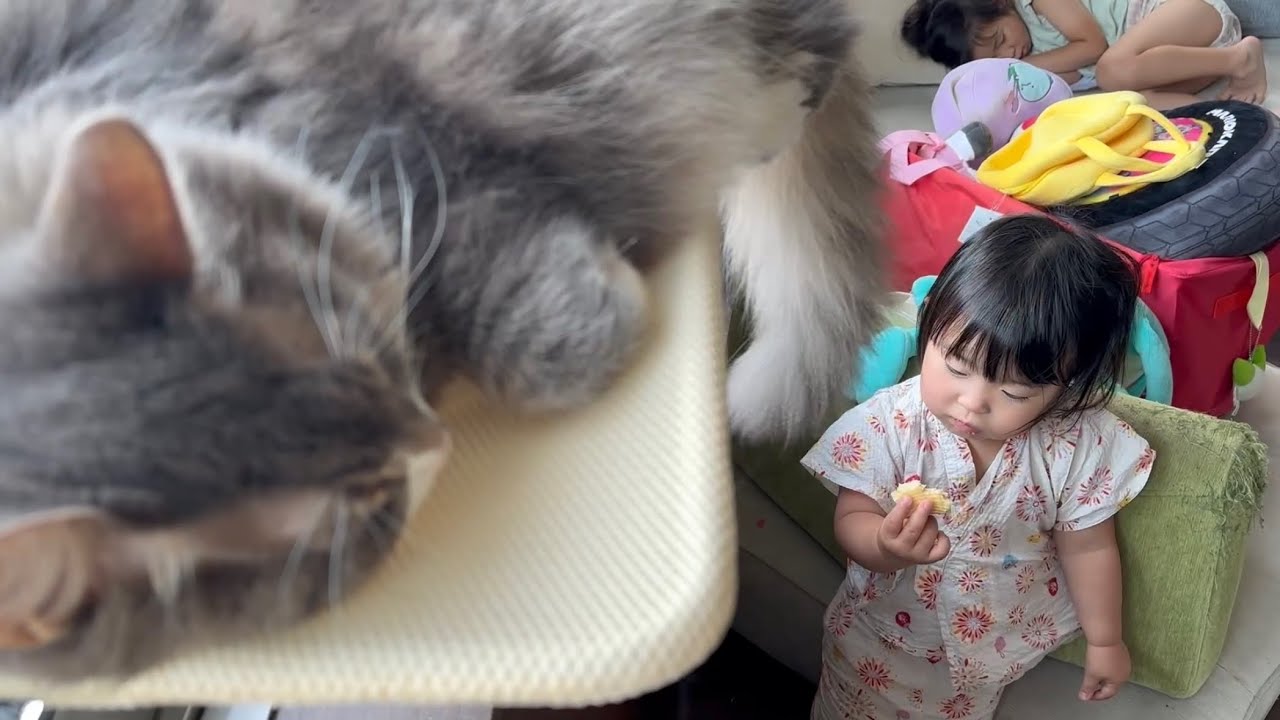 ハンモック中にシッポを狙われる猫　ノルウェージャンフォレストキャットA cat has its tail touched while sleeping. Norwegian Forest Cat.
