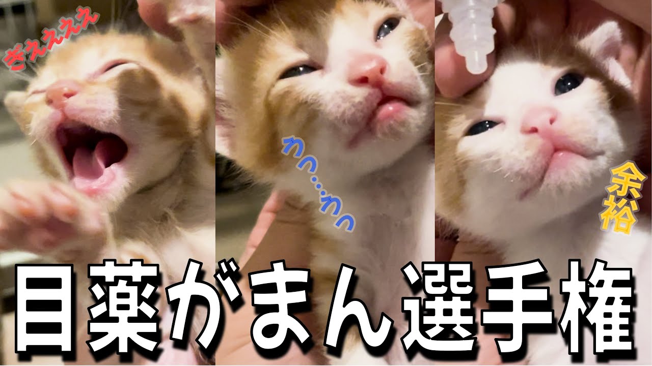子猫のキトンブルーの目に目薬をさしていく！／こつぶママのおひとり時間
