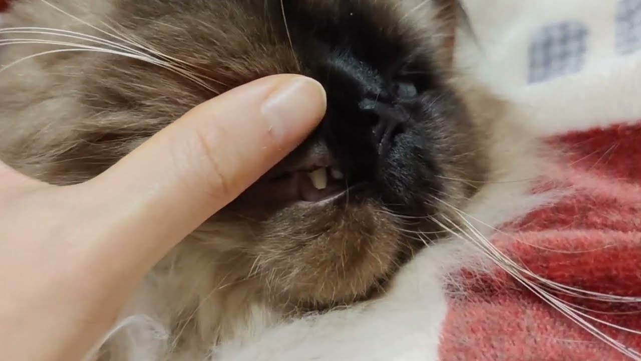 【ヒマラヤン】猫の歯が折れてしまいました。急いで病院へ