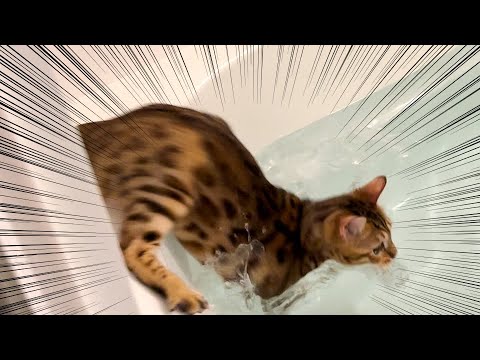 湯加減チェックに失敗してお風呂にドボンしちゃったベンガル猫