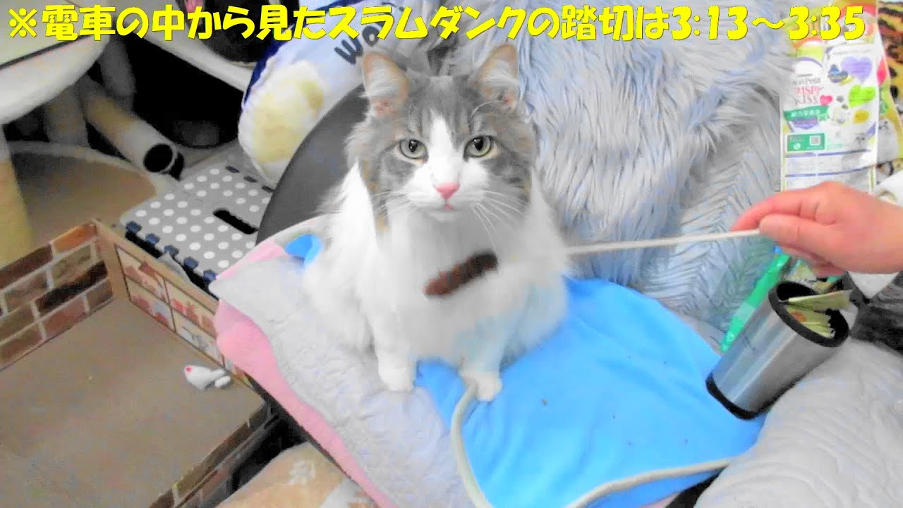 目指せモモ20歳～猫の不思議な行動を観察してみた/スラムダンク🏀 の踏切を電車の中から見てみた＃SLAM DUNK＃スラムダンクの踏切