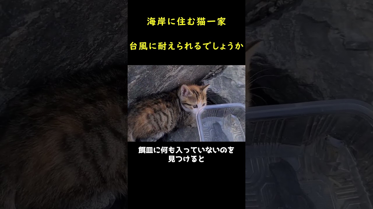海岸の岩礁に住む猫一家！！🐱