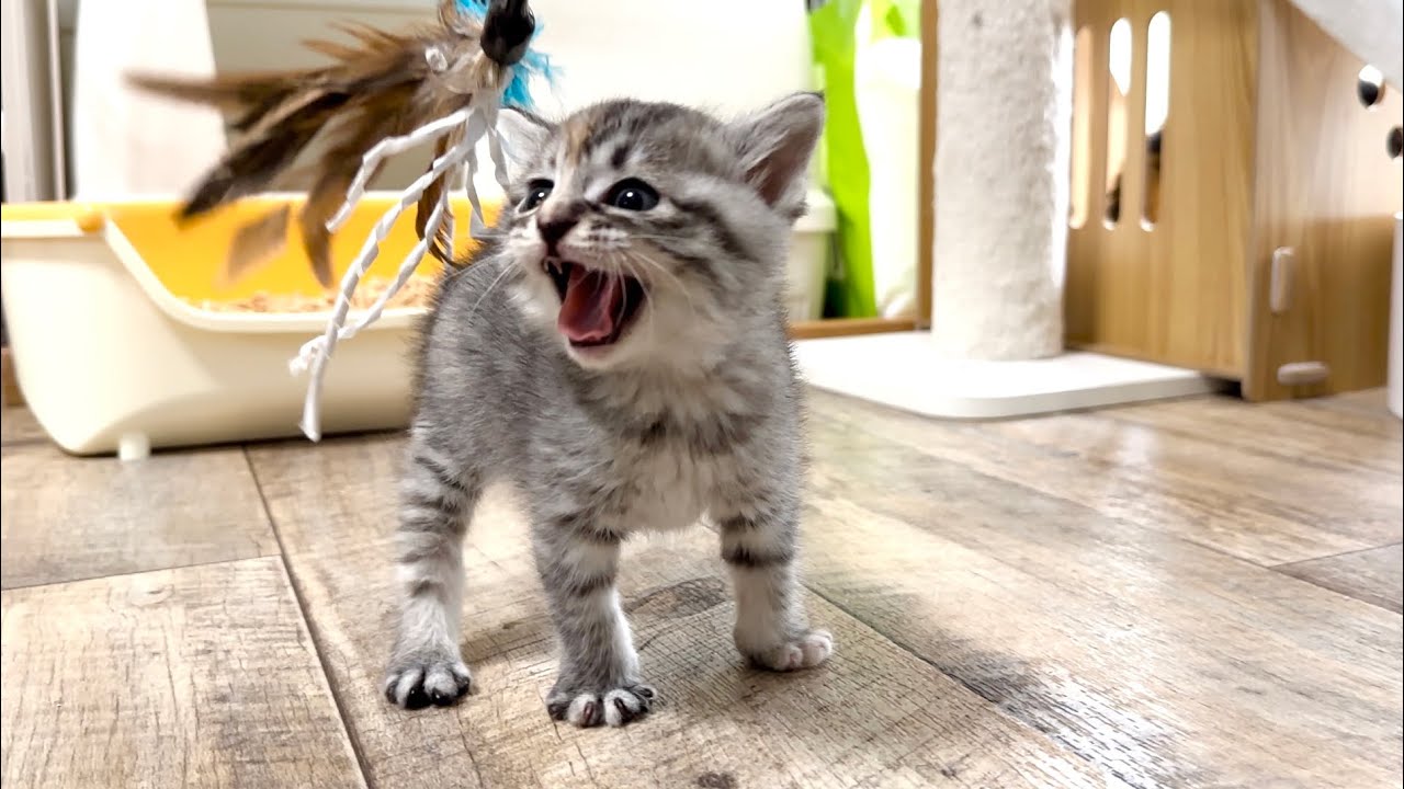 初めての猫じゃらしにシャーを連発しちゃった子猫【かぐ告兄妹日記#7】Kitten startled by a toy.