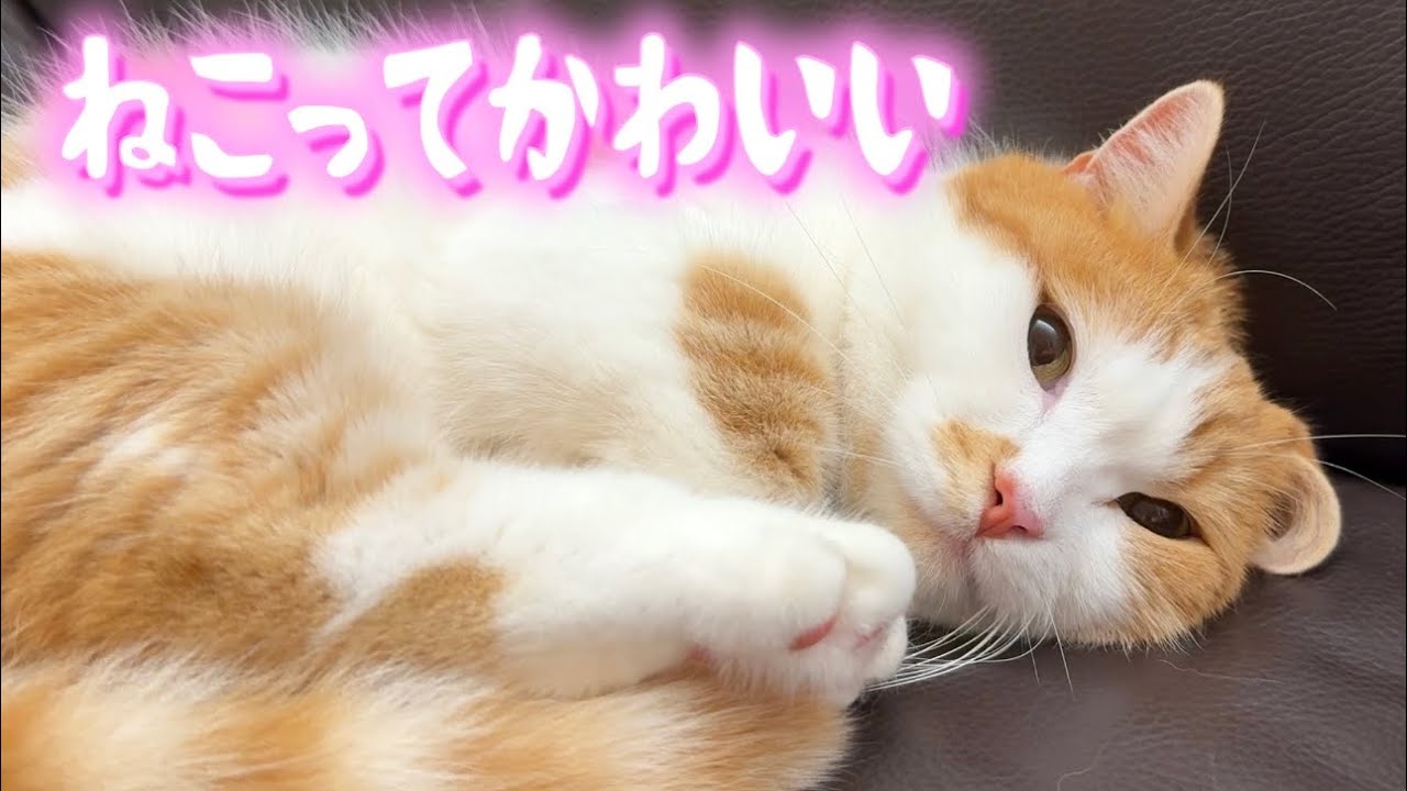 かわいいわが家のツンデレねこ【短足マンチカン】