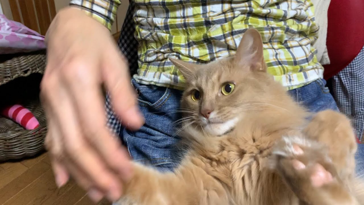 【ソマリ猫】膝の上で甘えモートの愛猫が可愛い！【Somali cat】