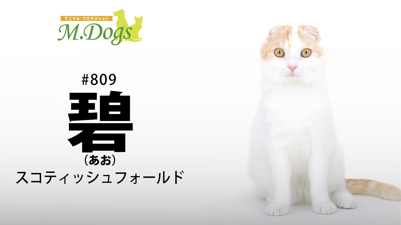 ペットモデル #809 スコティッシュフォールド「碧(あお)」