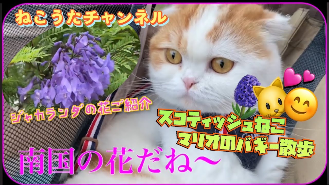 散歩するねこのスコティッシュ🐱マリオより・ジャカランダの花ご紹介🪻