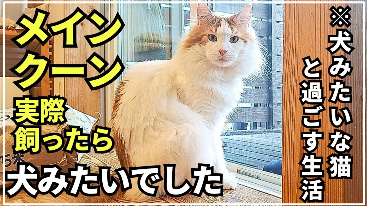 まるで犬みたいな大型猫メインクーンとの生活