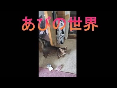 ネコ動画あび＃3777　あびの毎日　アビシニアン　あび