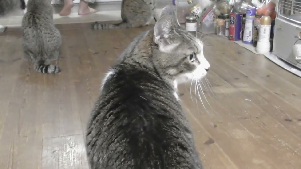 いつもポン子に猛烈アタックをされて、タジタジの優しいこうちゃんに、説得を試みる　202405B2