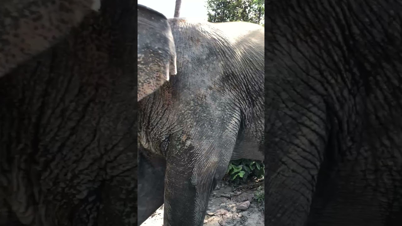Close Encounter with Charging Elephants in Thailand #elephant #thailand #thai #adventure #travel